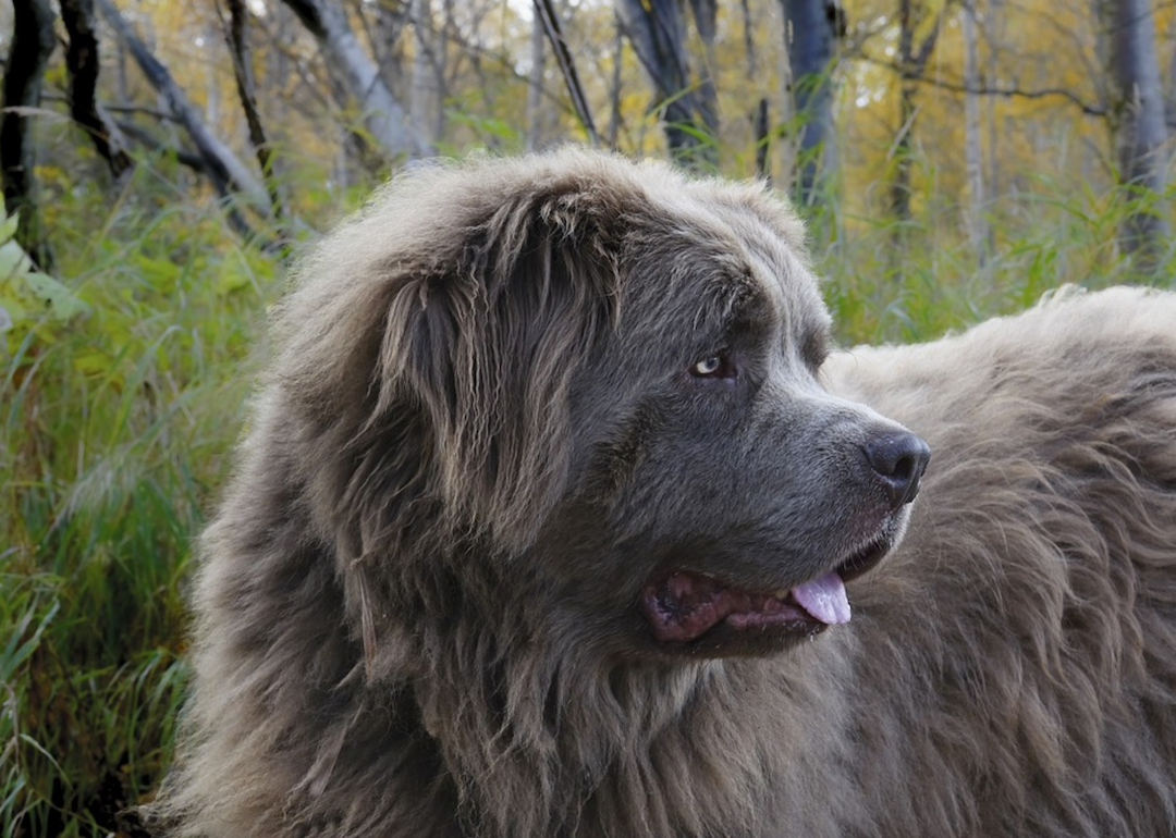 #45. Newfoundland (tie)